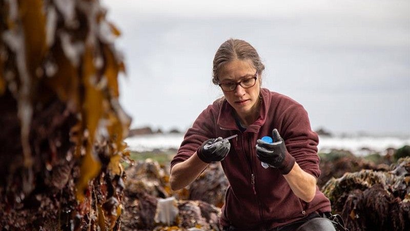 Sample collecting on the coast