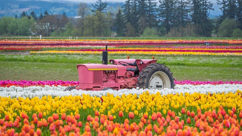 Tractor in a field of tulips